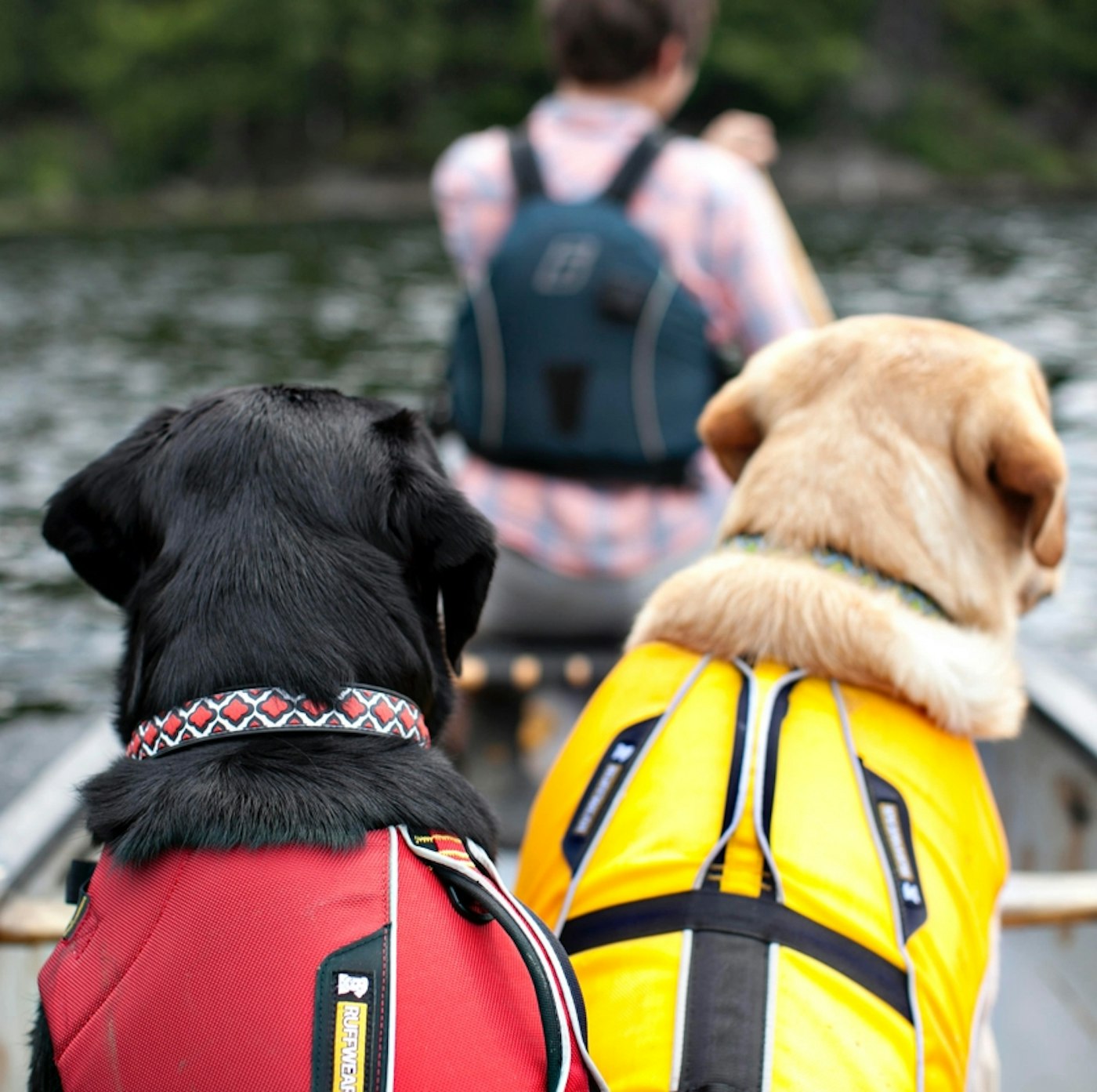 Dublin Dog Digital Experience Case Study Union